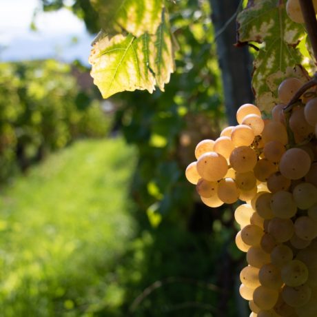 Grappe de raisin blanc