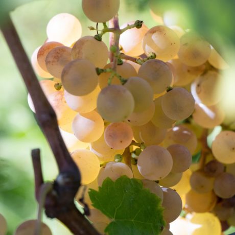 Grappe de raisin blanc
