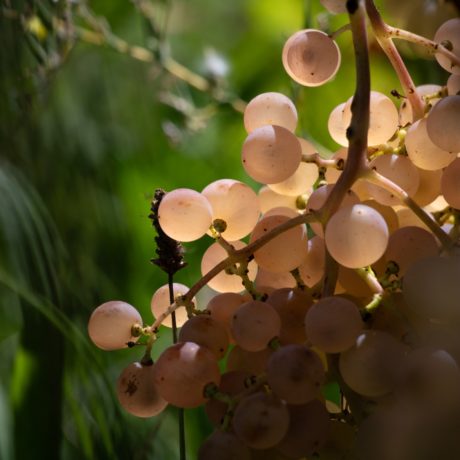 Grappe de raisin blanc